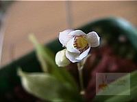 Cheiradenia cuspidata