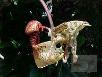 Coryanthes macrantha