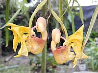 Coryanthes speciosa