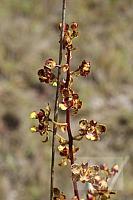 Cyrtopodium parviflorum