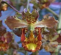 Cyrtopodium punctatum flower