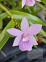 Dimerandra emarginata