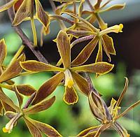 Encyclia maravalensis
