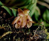 Epidendrum schlechterianum