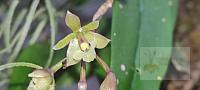 Epidendrum anceps