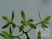 Encyclia bradfordii
