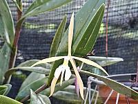 Epidendrum campylonocturnum