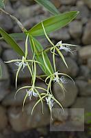 Epidendrum ciliare