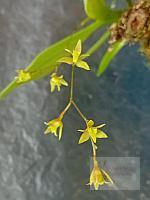 Epidendrum compressum  -  flower