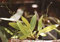 Epidendrum compressum