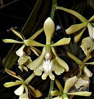 Epidendrum coronatum