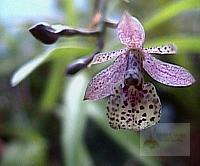 Epidendrum hombersleyi