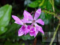 Epidendrum flexuosum