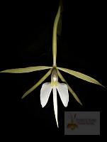 Epidendrum carpophorum