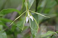 Epidendrum nocturnum