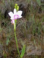 Epistephium parviflorum