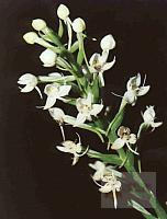 Habenaria monorrhiza