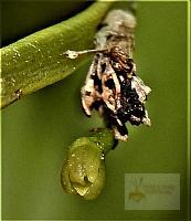 Jacquiniella globosa