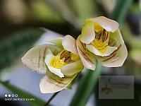 Koellensteinia graminea