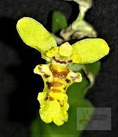 Lockhartia imbricata