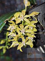 Macradenia lutescens