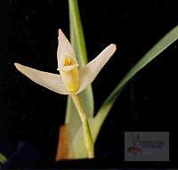 Maxillaria albiflora
