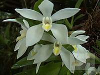 Maxillaria lutescens