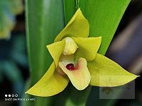 Maxillaria guareimensis