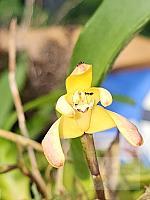 Maxillaria porrecta
