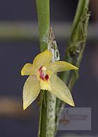 Octomeria graminifolia