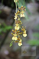 Oncidium citrinum