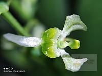 Ornithocephalus gladiatus