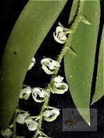 Ornithocephalus  ciliatus