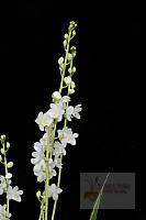 Otostylis brachystalix