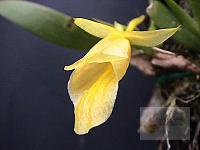 Plectrophora iridifolia