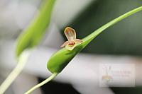 Pleurothallis archidiaconi