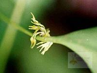 Pleurothallis ruscifolia