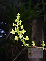 Polystachya concreta