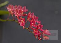 Rodriguezia lanceolata