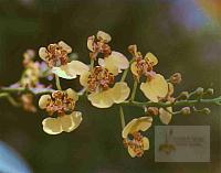 Rossioglossum pardoi