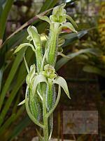 Sarcoglottis acaulis