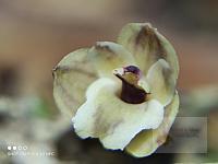 Scaphyglottis modesta