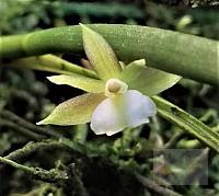 Scaphyglottis reflexa