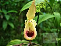 Selenipedium palmifolium