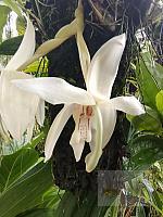 Stanhopea grandiflora