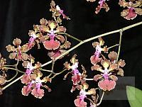 Trichocentrum haematochilum