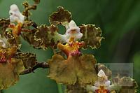 Trichocentrum luridum