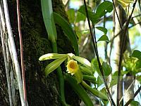 Vanilla phaeantha