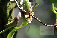 Epidendrum strobliliferum