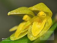 Pleurothallis discoidea